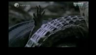 video Yılan, timsahı işte böyle yuttu