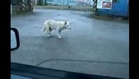 video Ritmi kaçırmayan Köpek