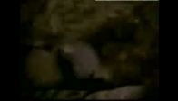 video şabandan borazan :D:D:D:D