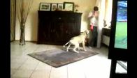 video Vuvuzela'dan nefret eden köpek