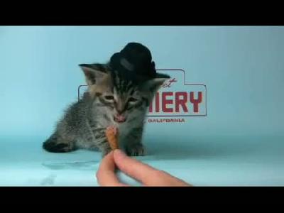 Dondurma Yiyen Kedi
