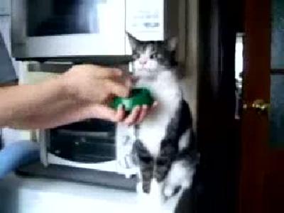 - çok hızlı yemek yiyen kedi