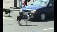 video Köpekler sokak çetesi kurmuş