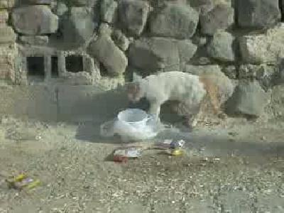 eli ile yemek yiyen kedi