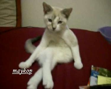 bacak bacak üstüne atan kedi