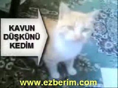 Kavun yiyen kedi