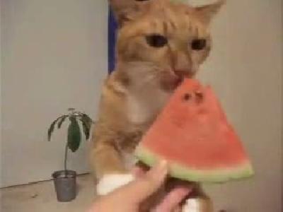 Karpuz yiyen kedi