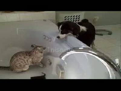 Çılgın boks maçı